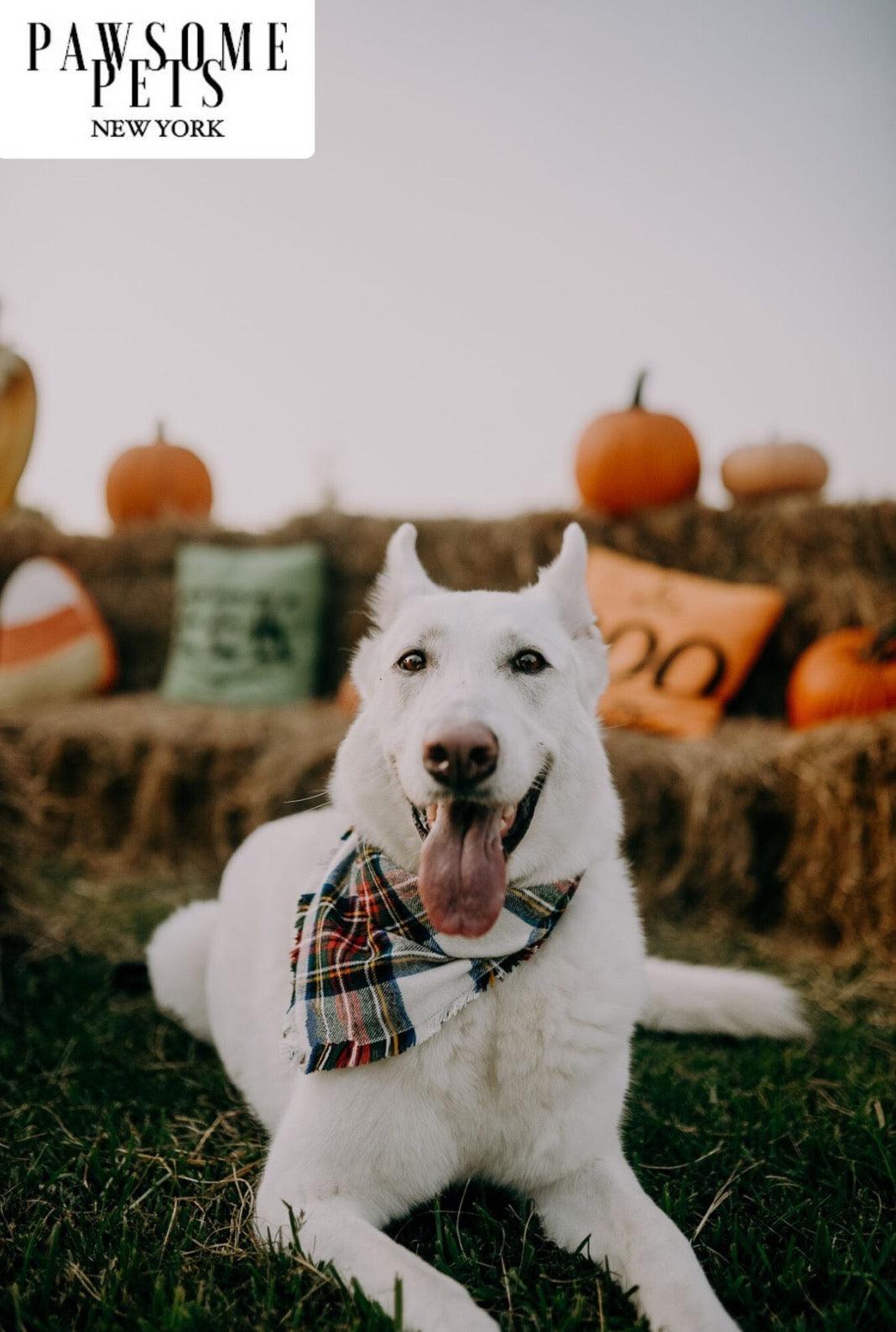 BANDANA - HOLLY